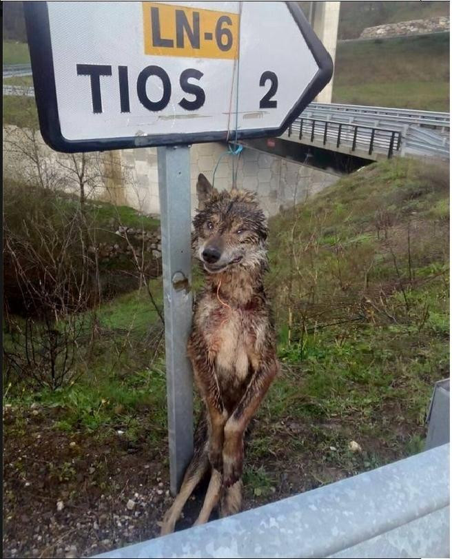 Foto seprona