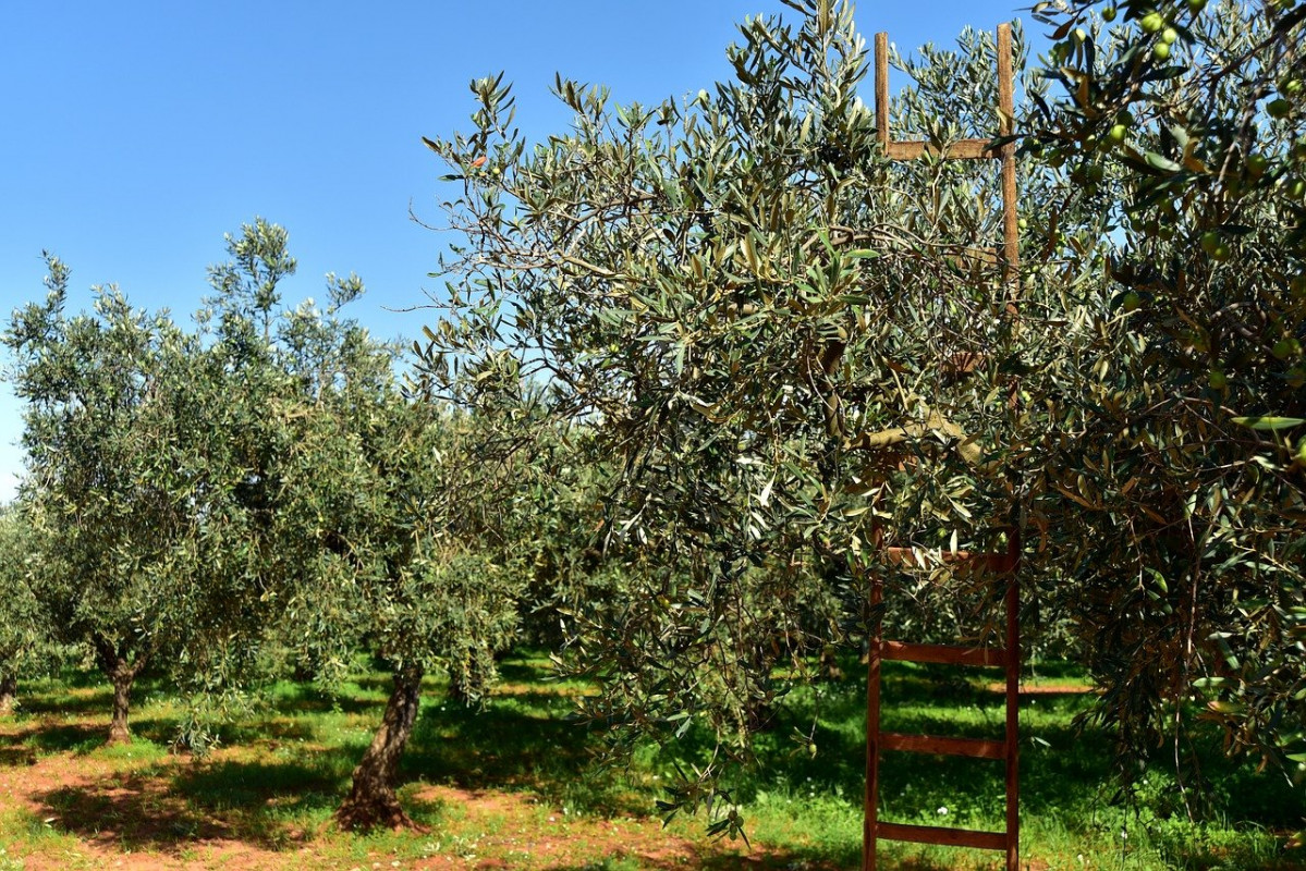 Olive trees 3803042 1280