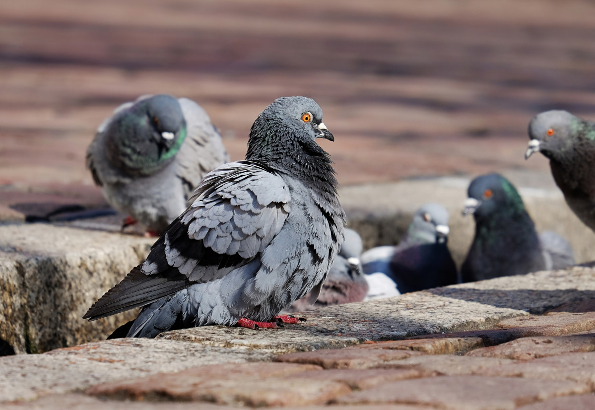 Pigeons 3268990 1920