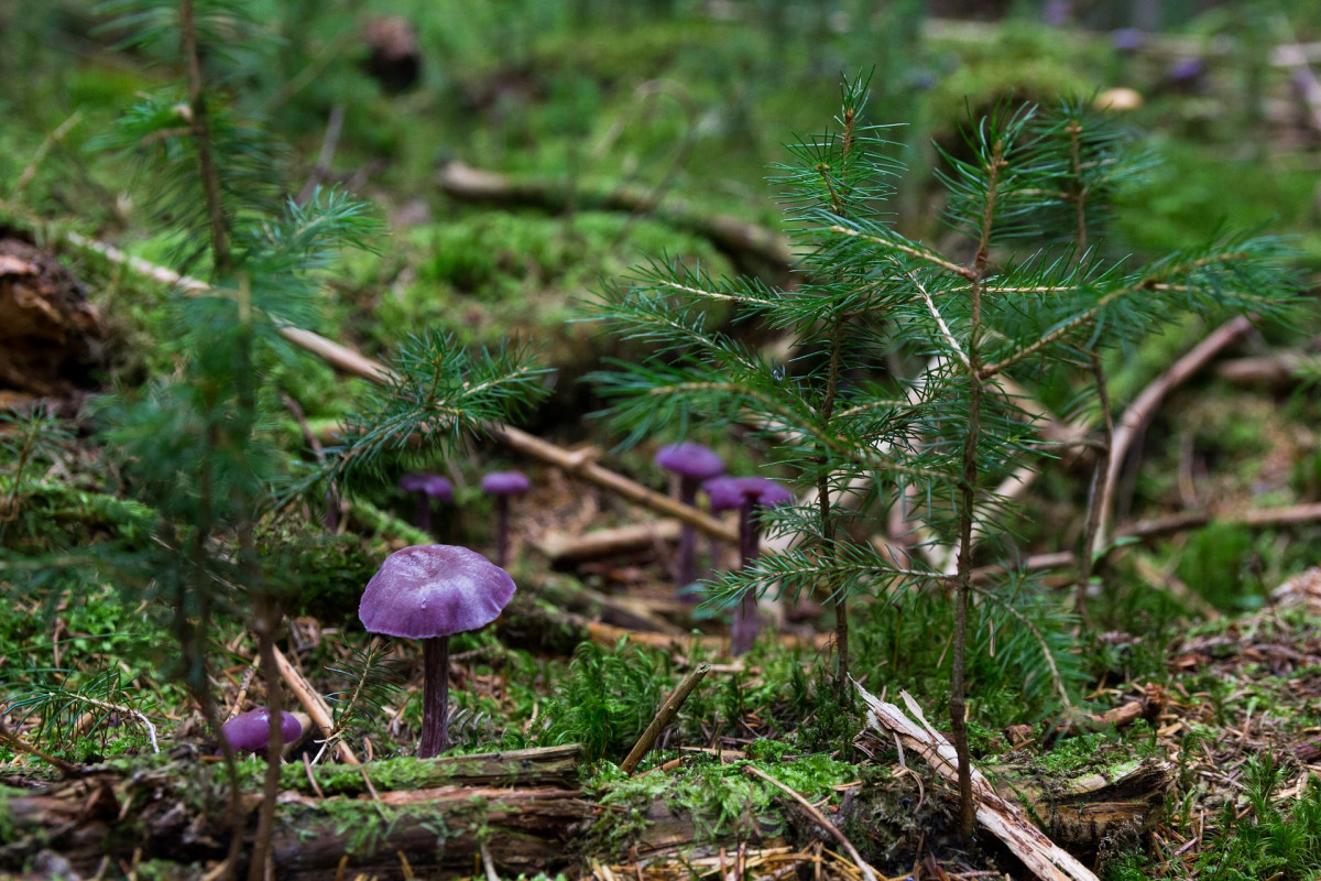 Mushrooms ge49161b66 1920