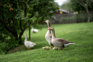Greylag geese gb680bcf89 1920