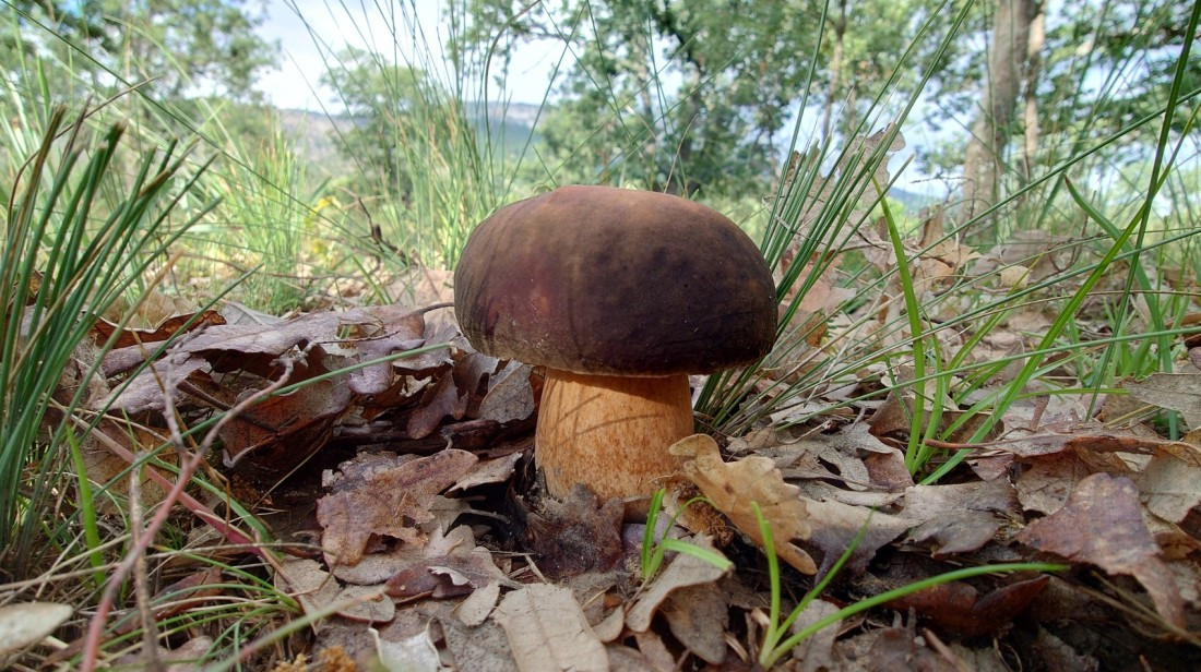 20230627 boletus aereus f martinez penaok