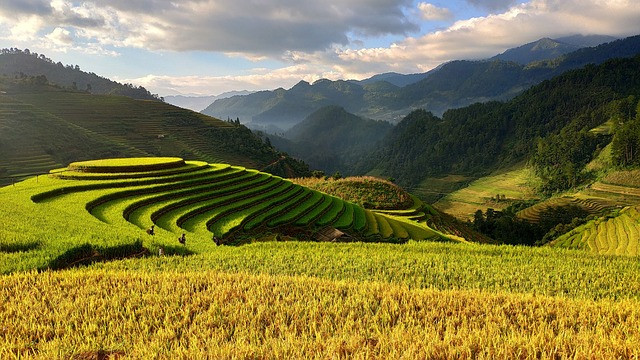 Agricultura IP