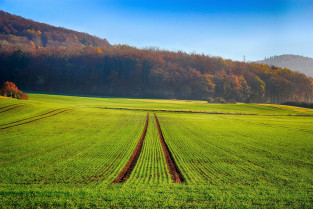 Field 2787295 1280