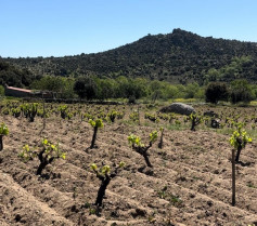 20240605 subvenciones bodegas