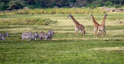Giraffes 7505706 1280