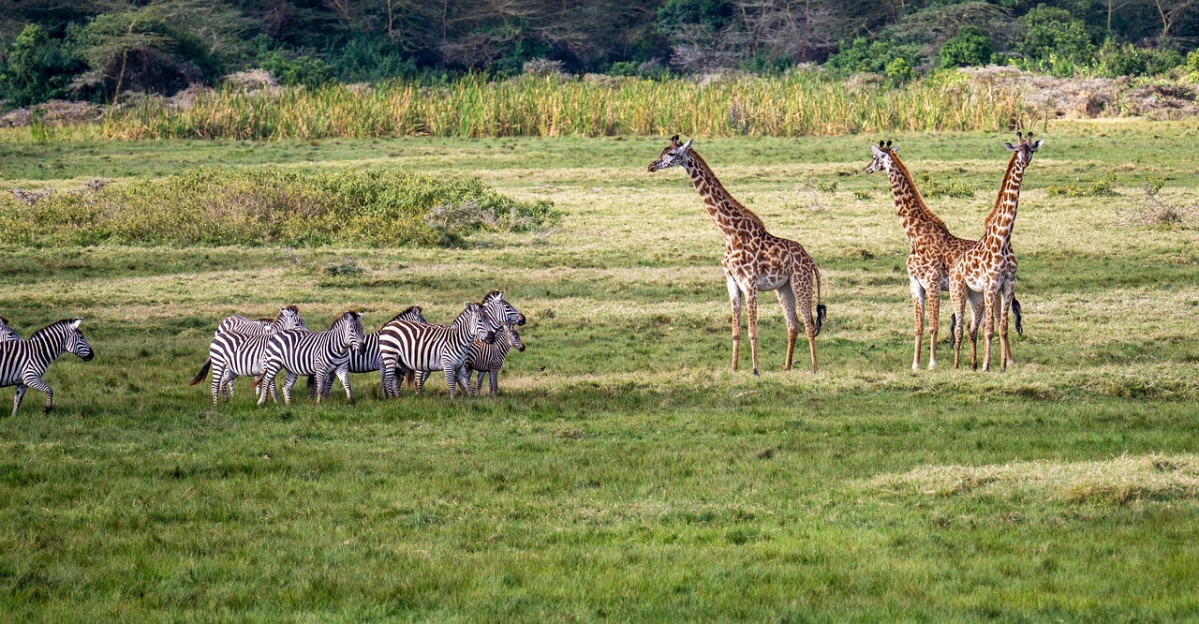 Giraffes 7505706 1280